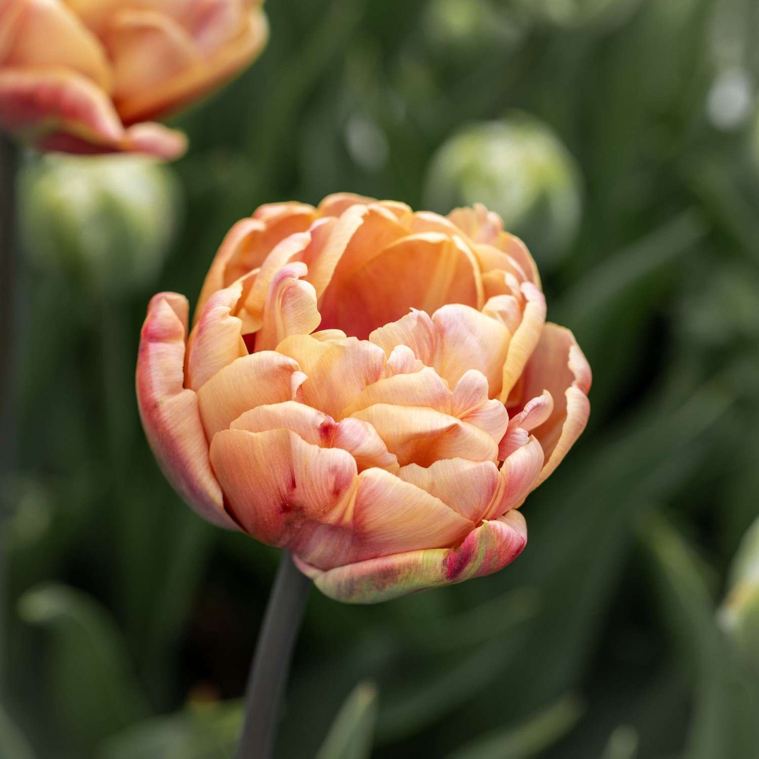 Tulpe 'La Belle Époque'